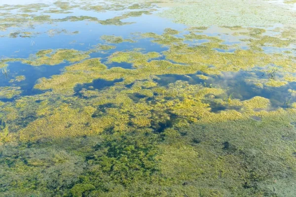 Algae Removal